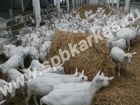 Оборудование для коз баранов овец козьих ферм овчарен 